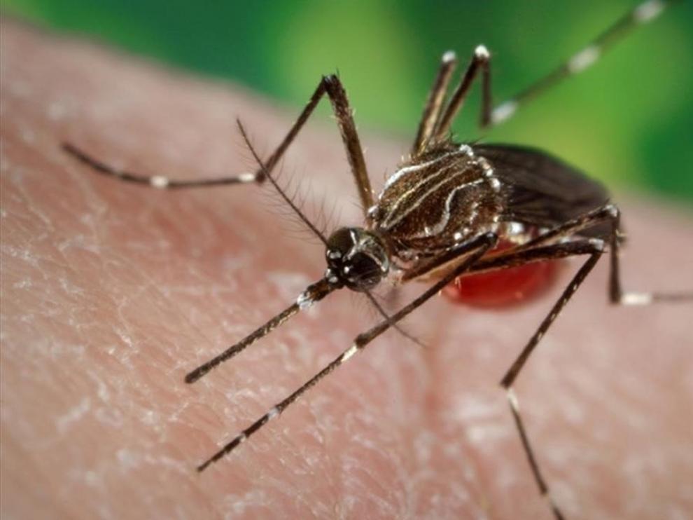 Detectado un caso de dengue en Huesca