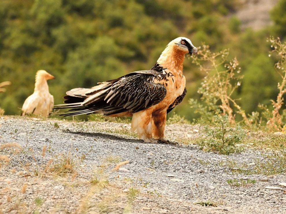 Aragón alberga la mitad de parejas reproductoras de quebrantahuesos