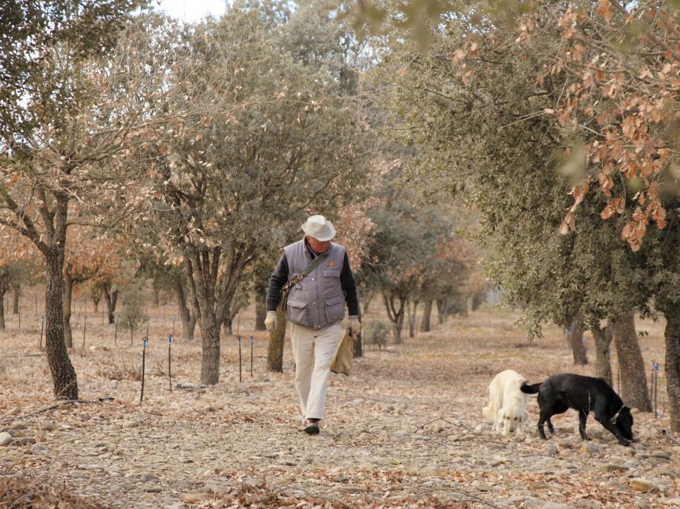 La DPH convoca ayudas por 250.000 euros para la trufa