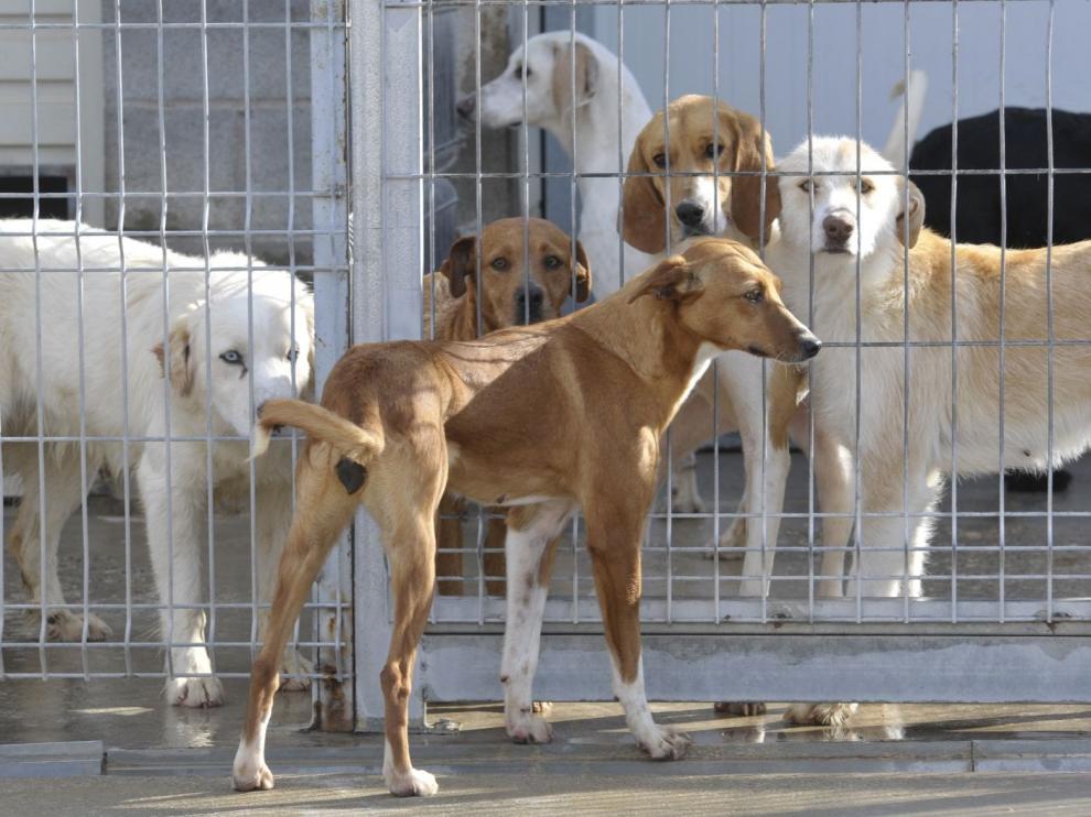 El centro de recogida de animales de la Diputación de Huesca supera las 350 adopciones