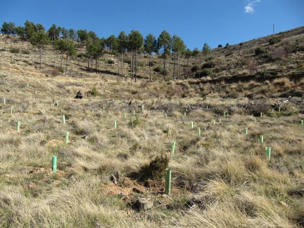 Docentes y alumnos de la Politécnica participan en un proyecto pionero de reforestación