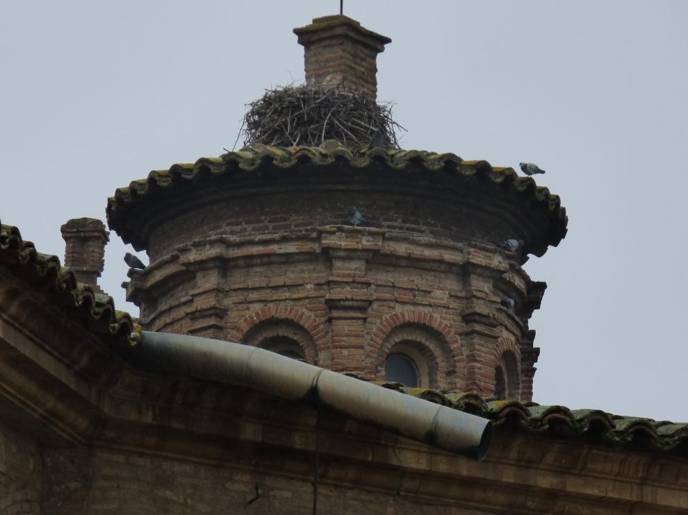 Eliminados cinco nidos de cigüeña de la catedral de Barbastro