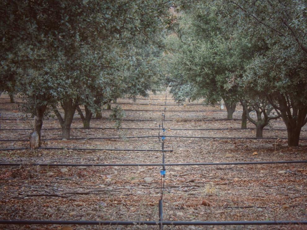 Aragotruf logra el primer sello de sostenibilidad agrosilvestre