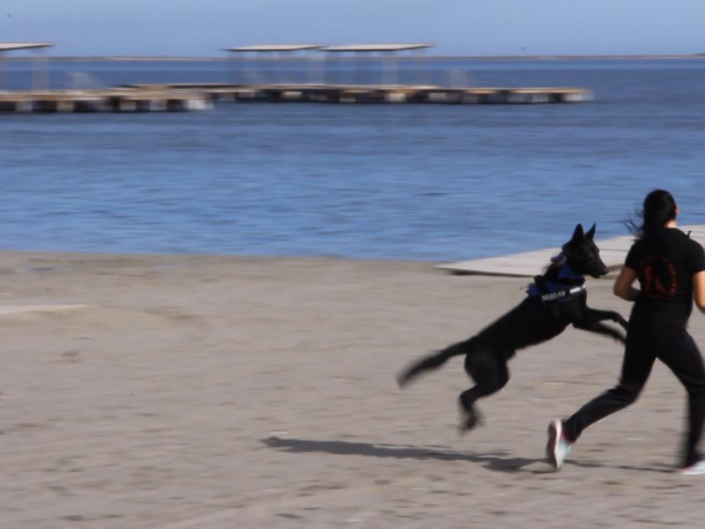 La terapia asistida con perros ayuda a las víctimas de maltrato