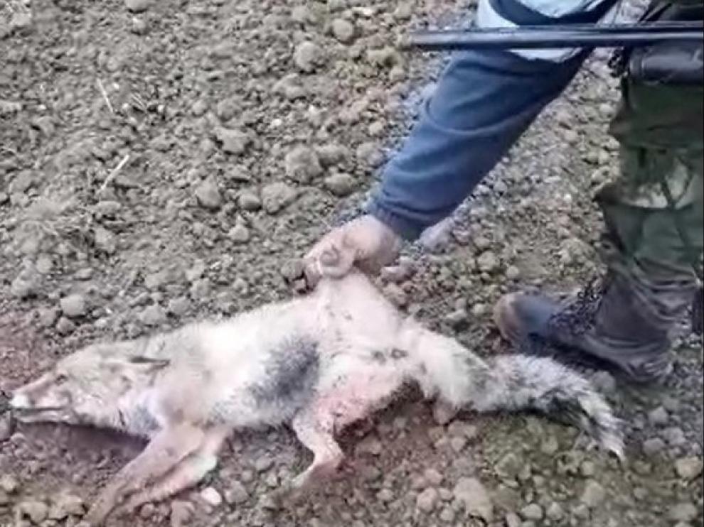 Animalistas se querellan contra el vecino de Huesca supuesto autor de la tortura a un zorro