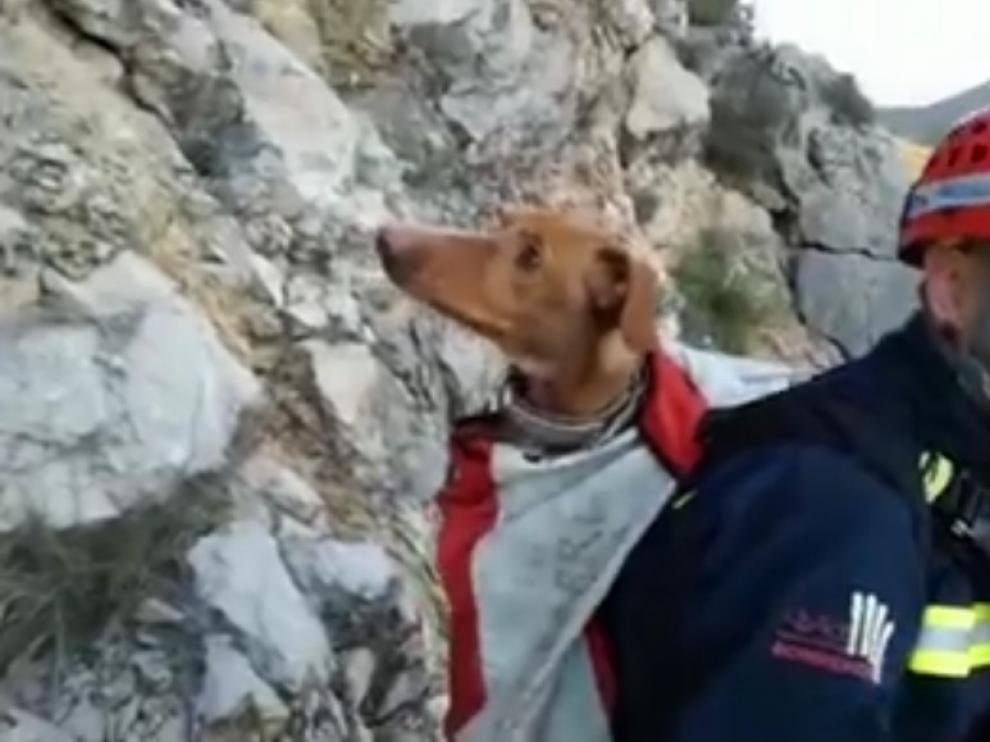 Los bomberos rescatan a un perro de caza enriscado en Estopiñán