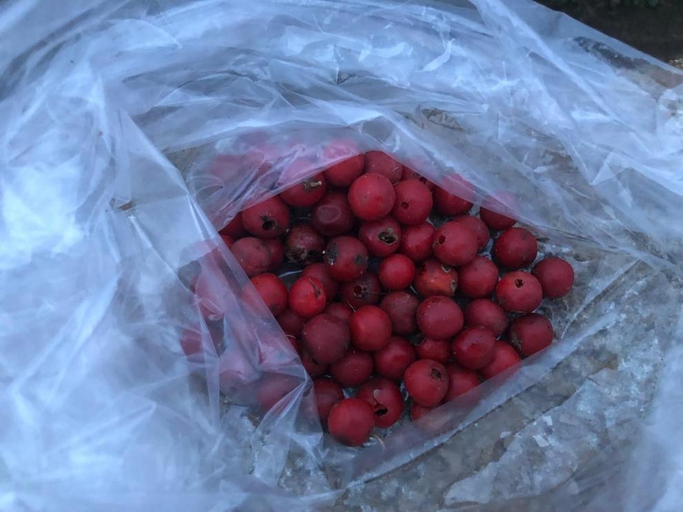 Se pone en marcha un plan para preservar el espárrago tradicional de Barbastro