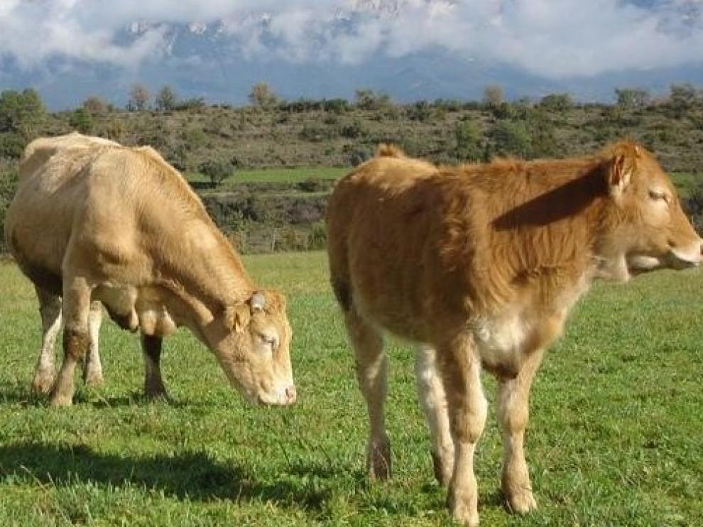 Denuncian la falta de veterinarios en Huesca especializados en ganadería