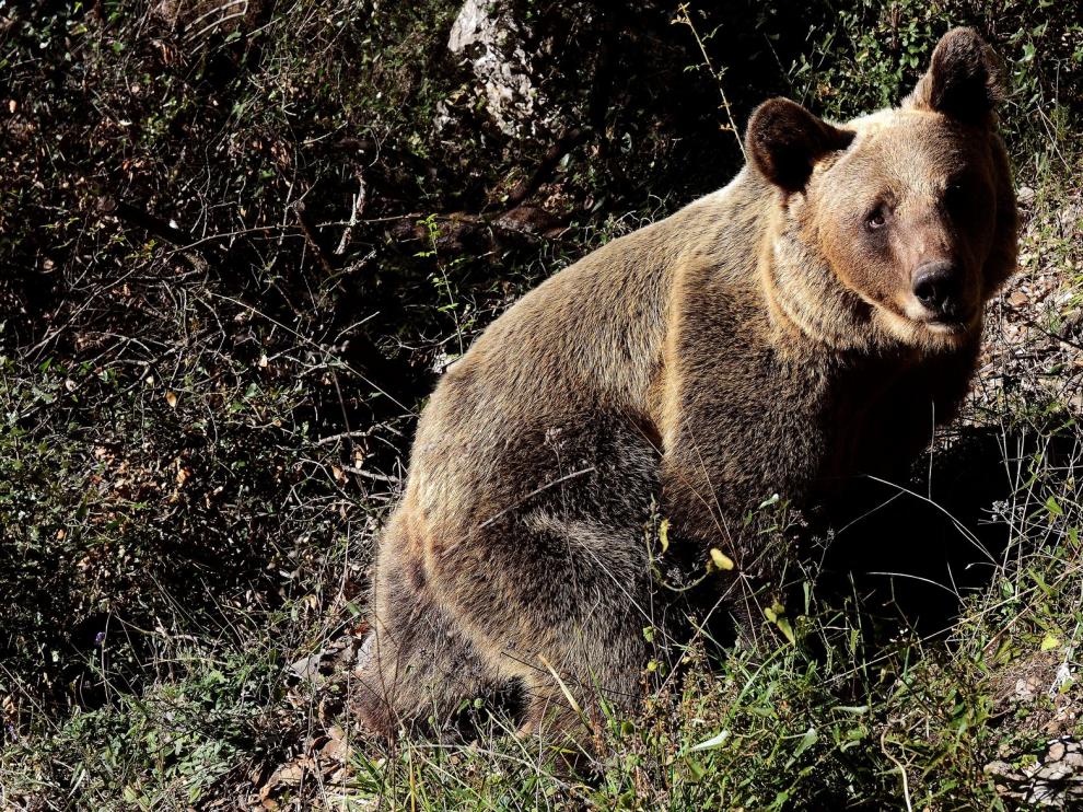 Vincenzo Penteriani: "Lograr la convivencia con oso y lobo es algo que compete a las instituciones"