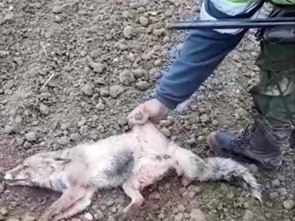 La jueza archiva la causa del zorro al no ser un animal doméstico