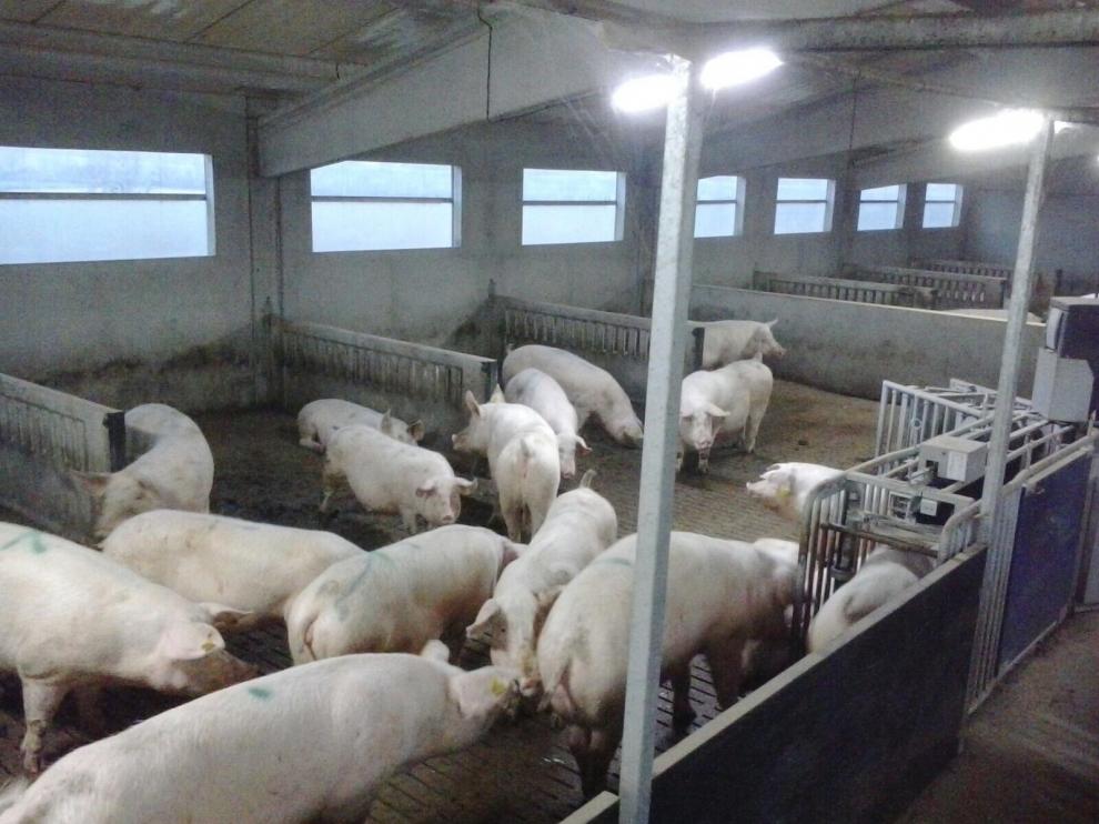 Planas aboga por la vigilancia ante la peste porcina aunque no hay riesgo inminente