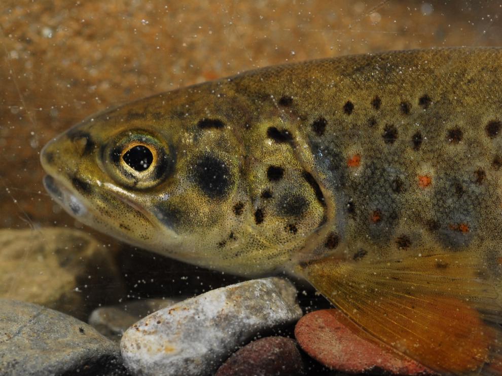 El Plan General de Pesca amplía la temporada de captura y suelta en "aguas trucheras"