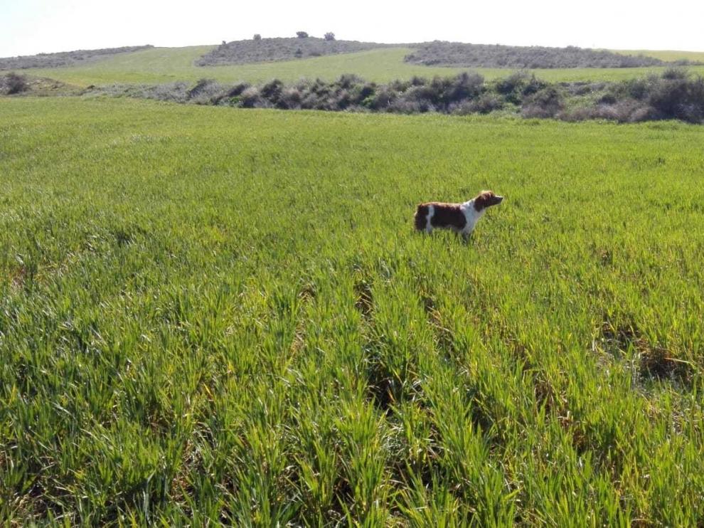 Colungo del Somontano, el tercer mejor perro bretón de Europa