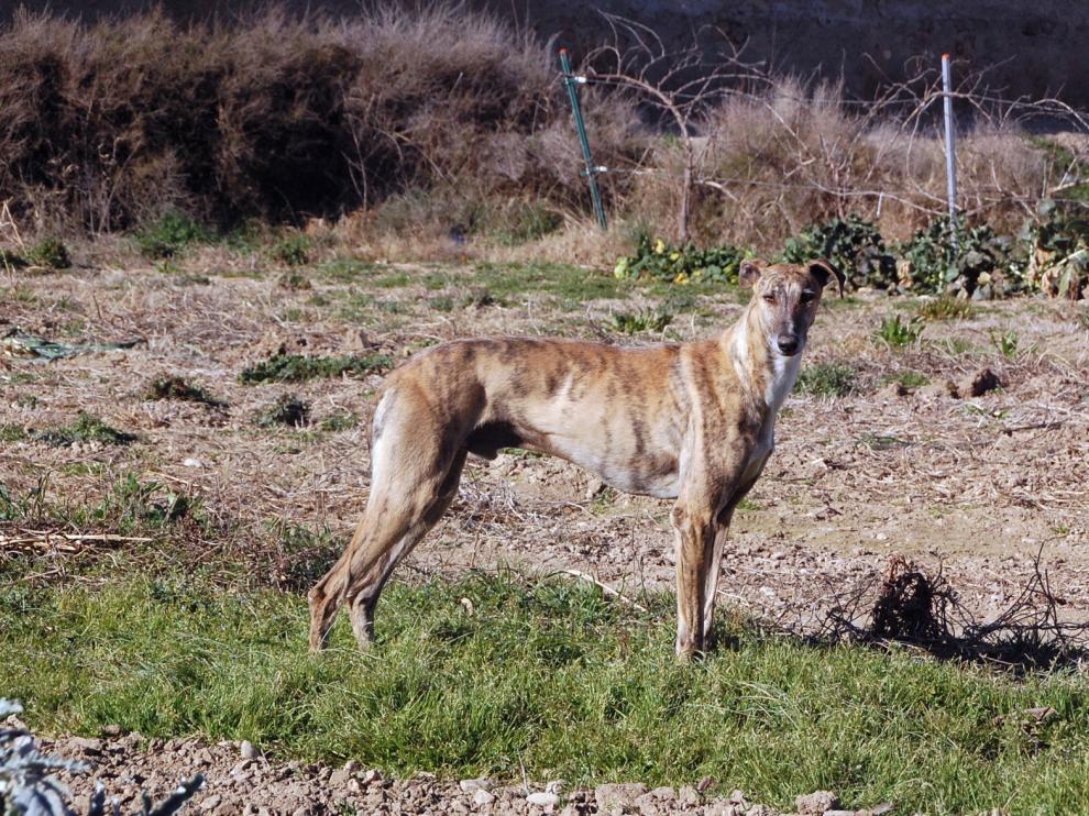 La solidaridad de los vecinos de Sariñena salva a un galgo
