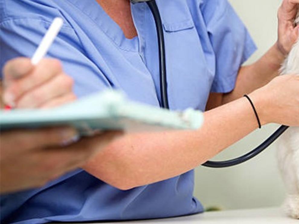 El Colegio de Veterinarios lanza una campaña de vuelta a sus consultas