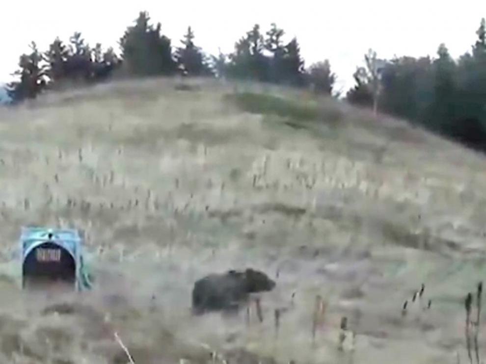 Una de las osas liberadas en Francia se encuentra por los valles de Hecho y Ansó