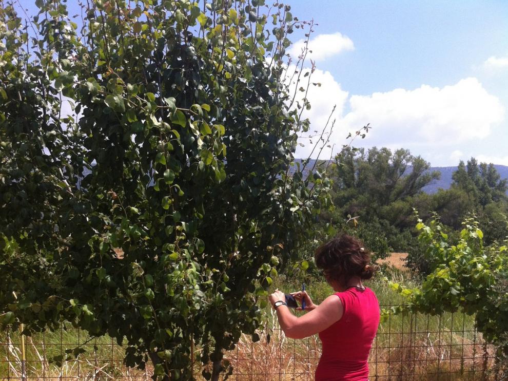 El plan de recuperación de frutales se extiende a Coscojuela y Enate