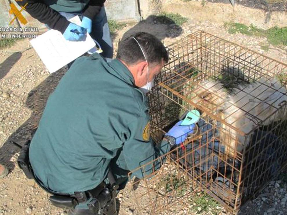 Hallados cinco perros muertos en un criadero de una finca de Zaragoza