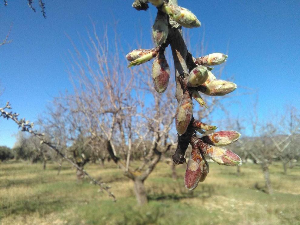 Exuberante floración de los almendros tempranos en el Alto Aragón