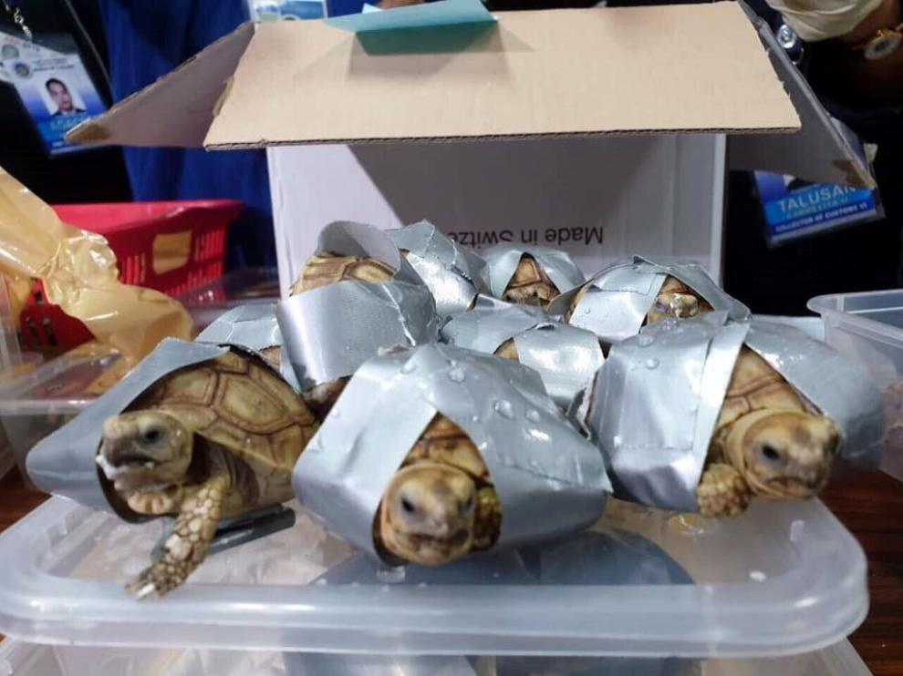 Hallan en Manila 1.529 tortugas en cuatro maletas