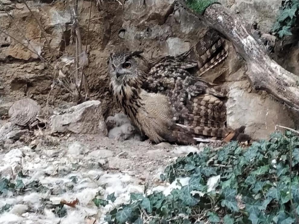 Nacen tres pollos de búho real en el Eco Museo de Aínsa