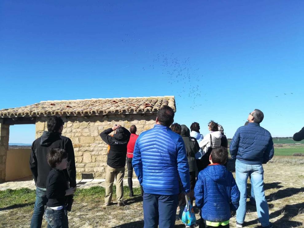 Espectáculo migratorio de las grullas por la alberca de Alboré