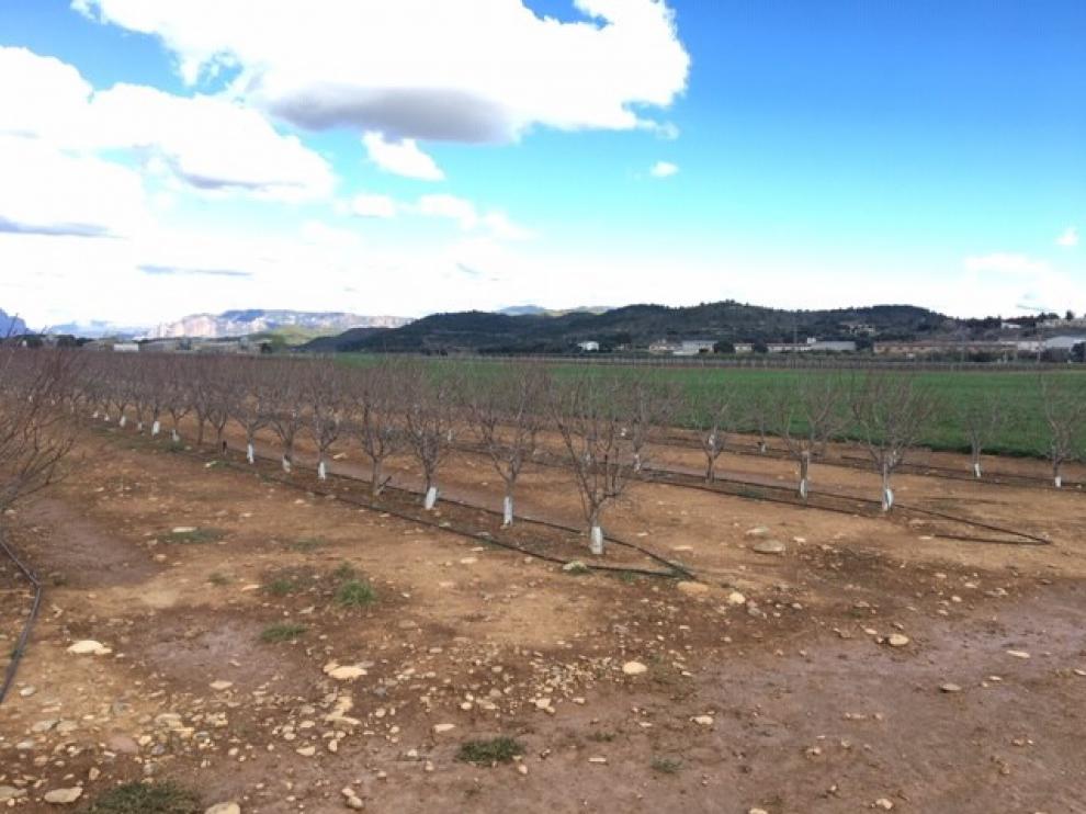 Prometedor inicio del sistema intensivo de almendros en seto