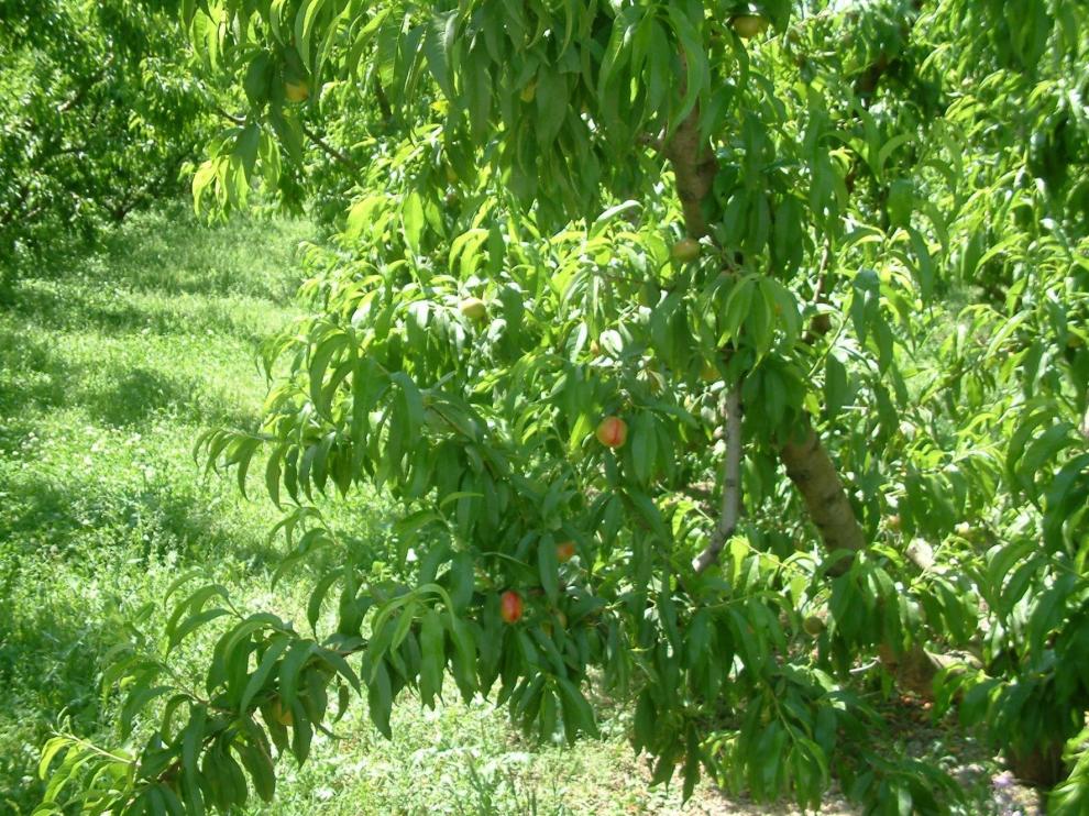 El Gobierno aragonés no dará ayudas para arrancar plantas de melocotones y nectarinas
