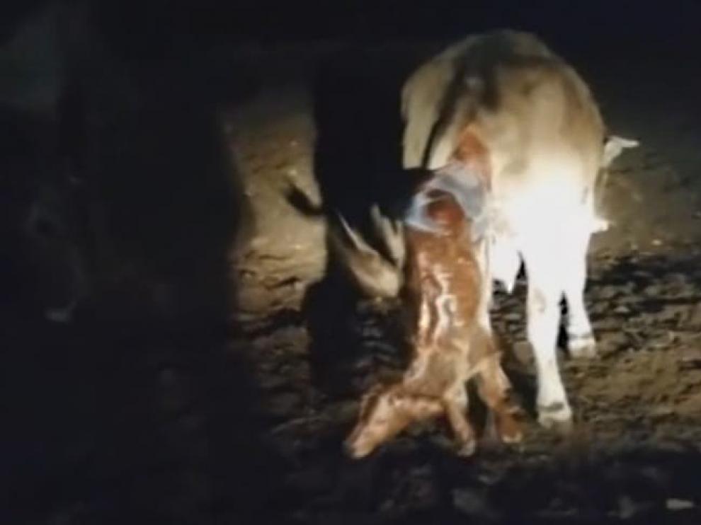 VÍDEO: El nacimiento de un ternero en Villanova llena de ternura las redes sociales