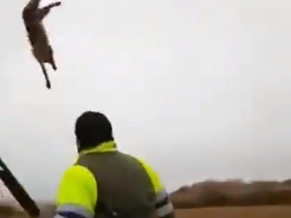 Confirmado el archivo de denuncia contra un cazador por maltratar a un zorro