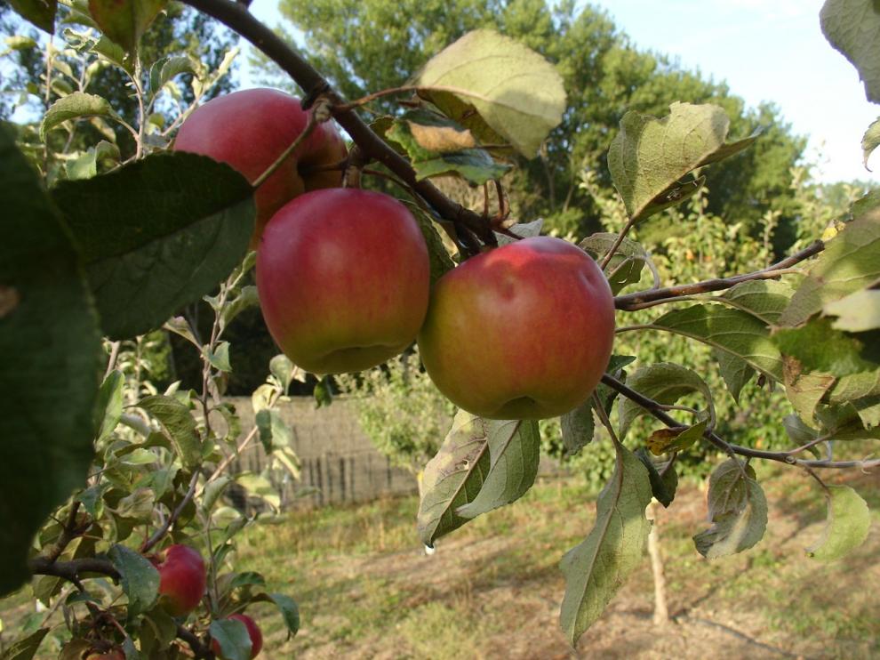 Los sabores y la recuperación de las variedades de fruta de montaña, dos propuestas del CITA en el II Congreso "Hecho en los Pirineos"