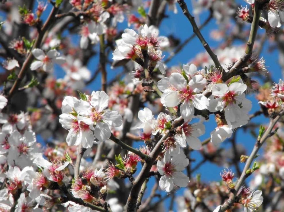 La primavera mantendrá la misma tónica del invierno cálida y seca