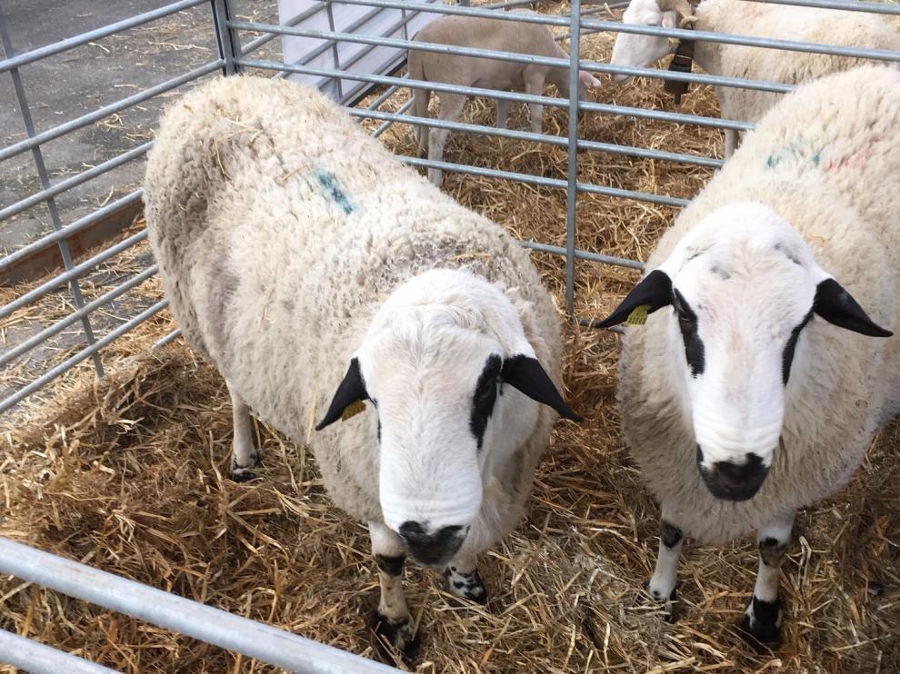 Tres ganaderos oscenses muestran ejemplares de la raza ovina Xisqueta en Figan