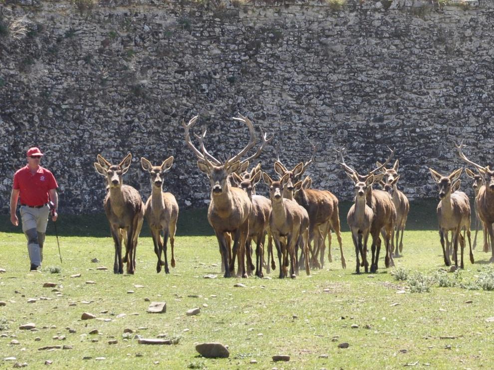 Los ciervos de Jaca, mucho más que un reclamo turístico