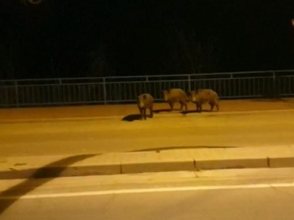 Tres jabalíes irrumpen en la Avenida de Lérida de Monzón para sorpresa de los conductores