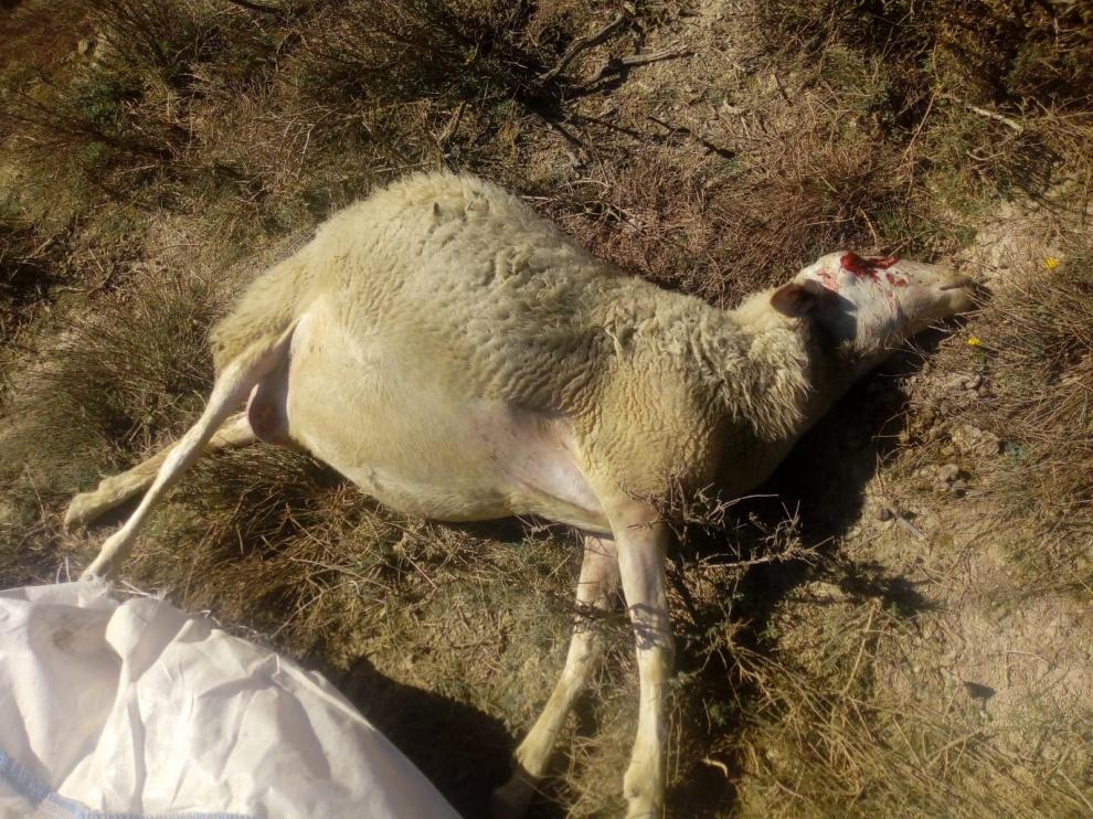 Nueve animales muertos en Tardienta por el supuesto ataque de un lobo