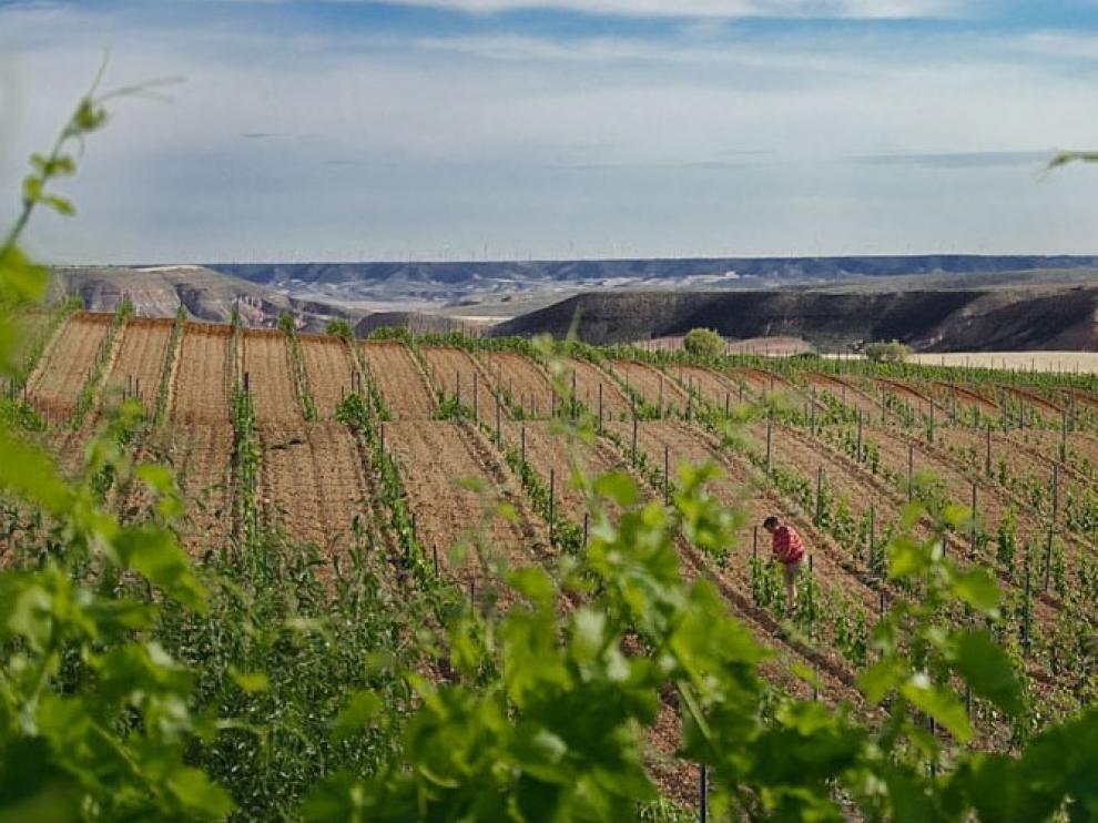 El Gobierno de Aragón publica una nueva convocatoria de subvenciones para la reestructuración y reconversión de viñedos