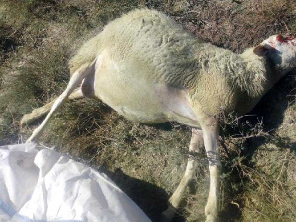 La Plataforma contra el lobo condena el ataque en Tardienta
