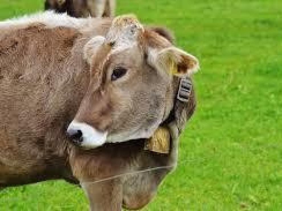 El CITA investiga cómo reforzar la identidad de la carne de vacuno del Pirineo y su promoción