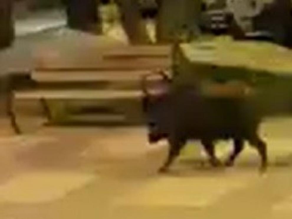 VÍDEO: El paseo de un jabalí por la calle Francisco Zueras sorprende a los vecinos de Barbastro