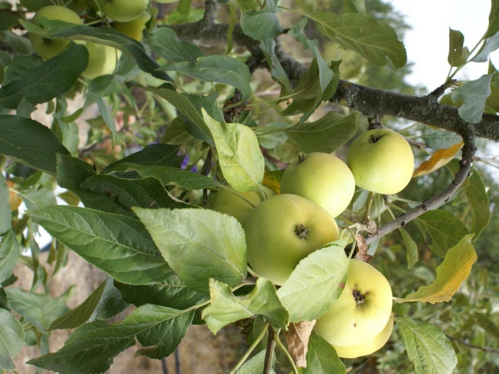 Denuncian que la subida del salario dejará algunas frutas en el árbol