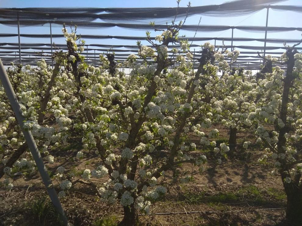 Los retos de la vigilancia fitosanitaria en el agro y la alimentación, a debate