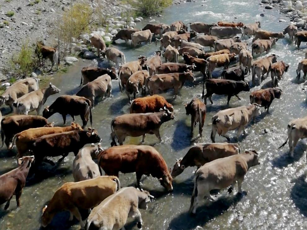 ZOOM: "La hora del baño" en Benasque