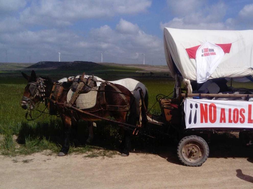 Antonio Carreras: "Reivindicamos nuestro derecho a disfrutar del territorio sin lobos"