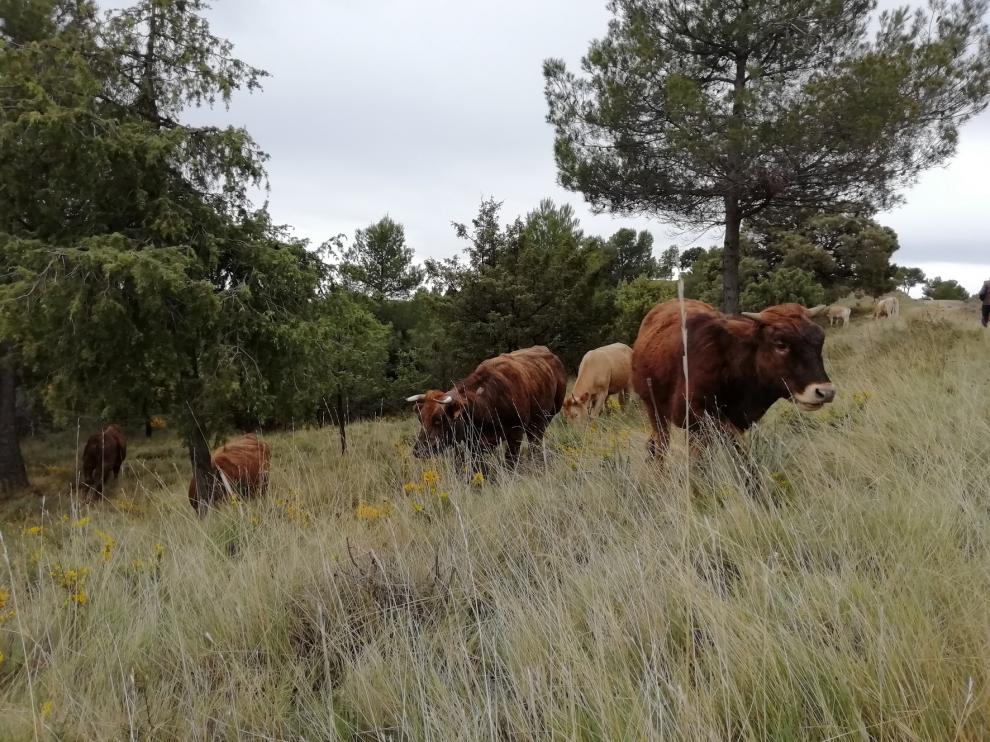 "Tempero" conoce los parques culturales de Aragón