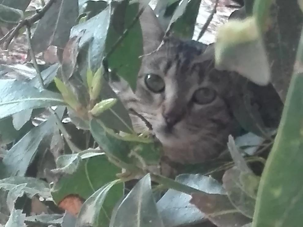 La obra maestra de sostener las colonias urbanas de gatos en Huesca