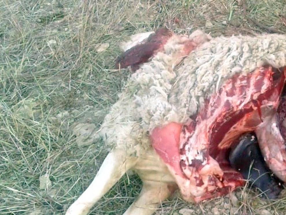 Una oveja muerta por otro ataque del lobo en Tardienta