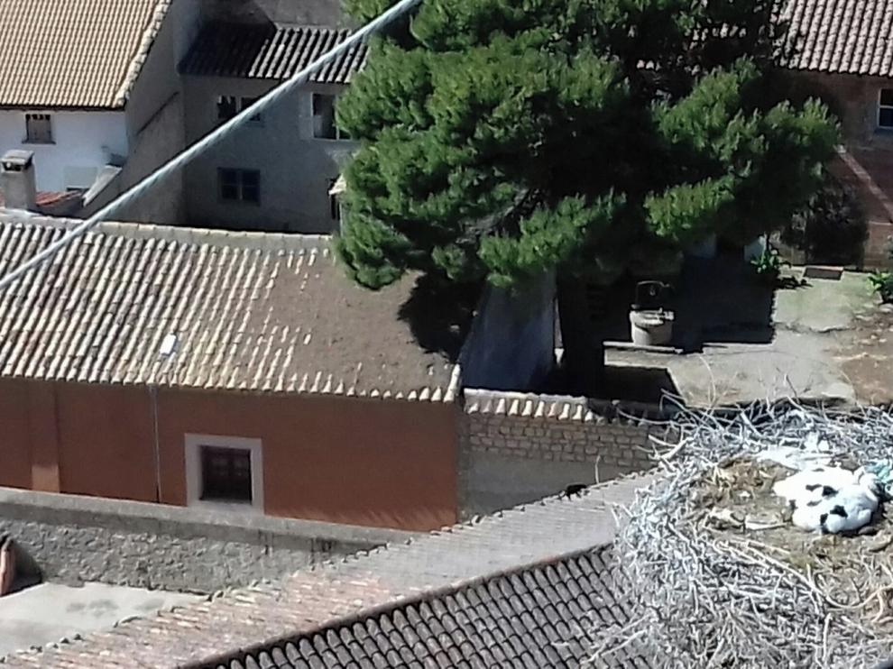 Polluelos de cigüeña