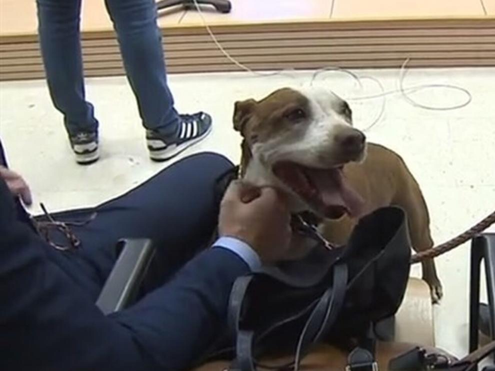 Una jueza cita como testigo a una perra en un juicio por maltrato animal