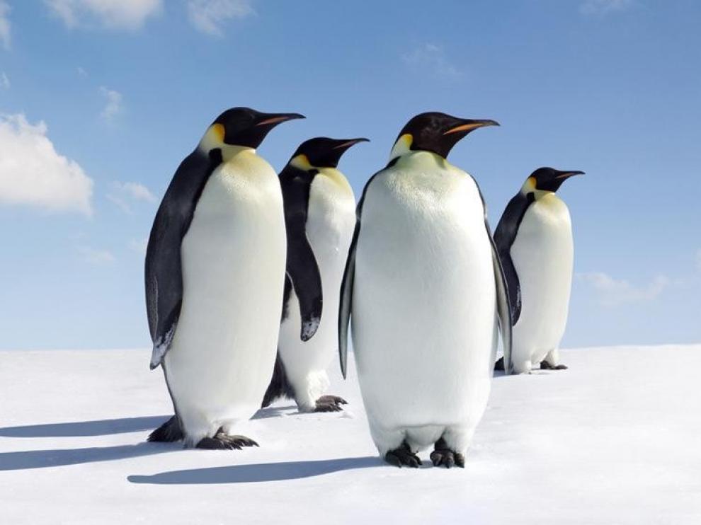 Los excrementos de pingüinos y focas enriquecen el suelo antártico